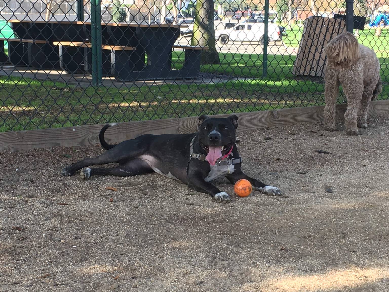 Dog enjoying yard space